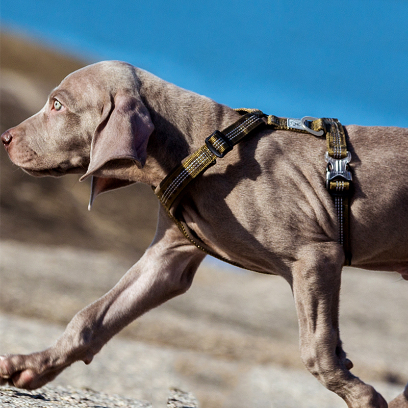 TRUELOVE Pet Harness Vest Ches - огляд і ціна Reflective Jacket Running